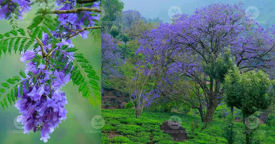 Jacaranda flowers can be spotted on the Kochi - Dhanushkodi NH. Photo: Vipin Vijayan/Onmanorama