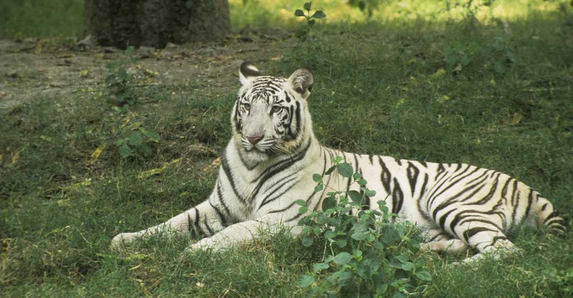 1391476674 Albino White Tiger cub in Delhi Zoo. Image Credit: DigiFox/istockphoto