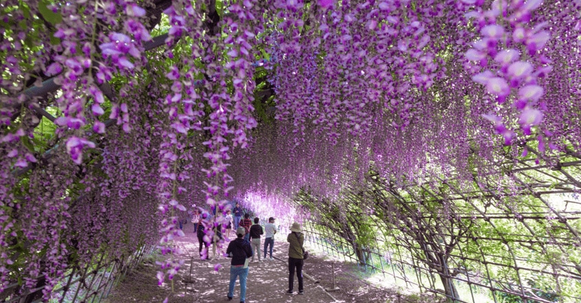 japan-kawachi-wisteria-garden japan-kawachi-wisteria-garden