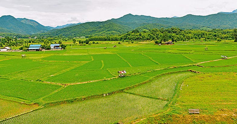Green rice field Green rice field