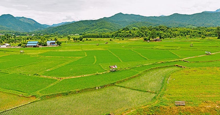Green rice field Green rice field