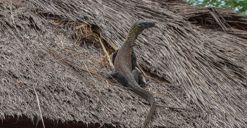 Komodo-National-Park. Komodo-National-Park.
