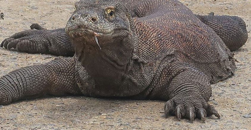 Komodo-National-Park.2 Komodo-National-Park.2