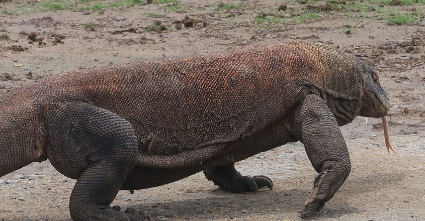 Komodo-National-Park.4 Komodo-National-Park.4