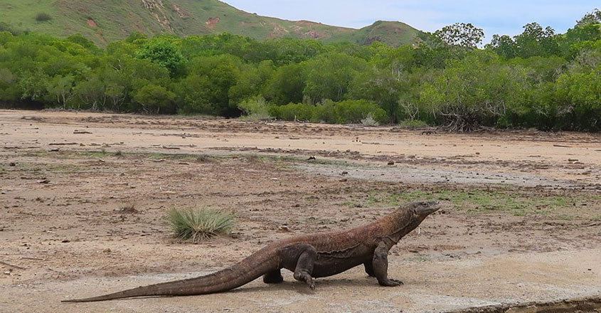 Komodo-National-Park.8 Komodo-National-Park.8