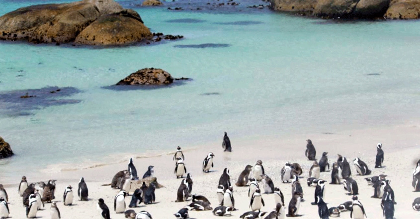 penguin_island1 penguin_island1