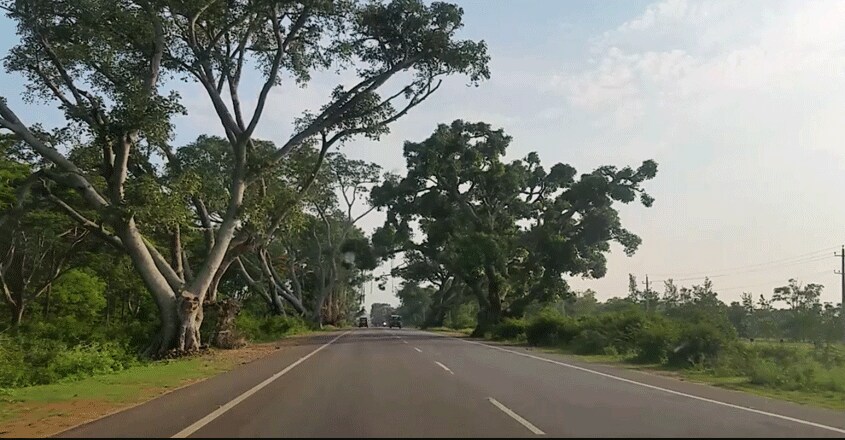 road-trip-Bandipura-Road-2 road-trip-Bandipura-Road-2