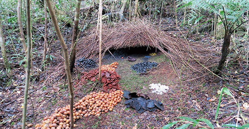 papua-new-guinea-travel3 papua-new-guinea-travel3