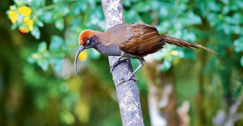 papua-new-guinea-travel5 papua-new-guinea-travel5