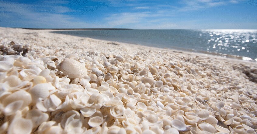 shell-beach shell-beach