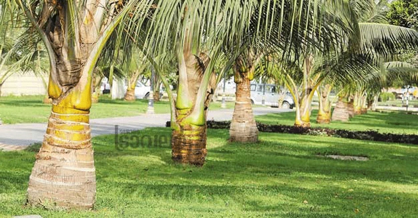 salalah-trip1 salalah-trip1