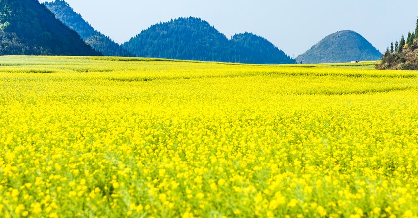 Canola-Flowers-in-Luoping,-China2 Canola-Flowers-in-Luoping,-China2