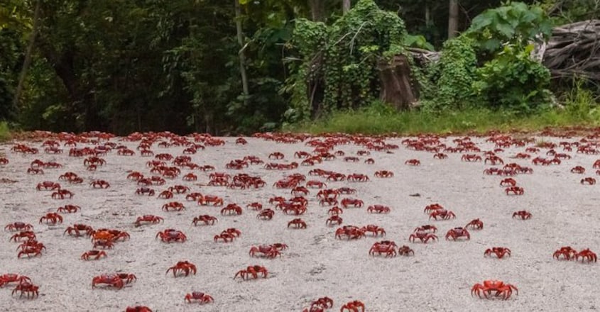 crabs-on-road-credit-wondrous-world-images-h-1366x410 crabs-on-road-credit-wondrous-world-images-h-1366x410