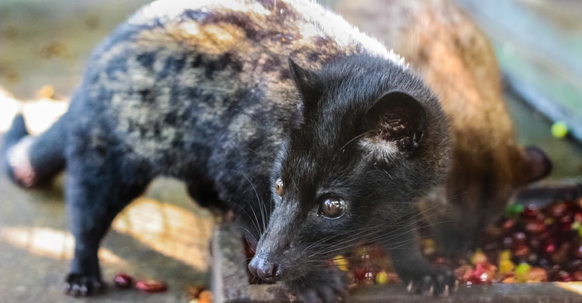 kopi-luwak1 kopi-luwak1