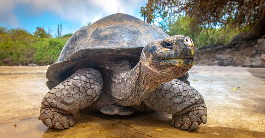 galapagos-islands1 galapagos-islands1