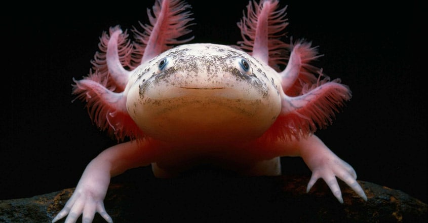 little-axolotl little-axolotl
