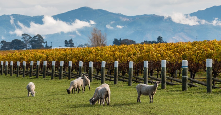 3Marlborough,-New-Zealand 3Marlborough,-New-Zealand