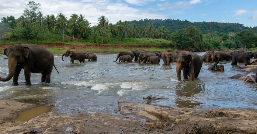 pinnawala-srilanka pinnawala-srilanka