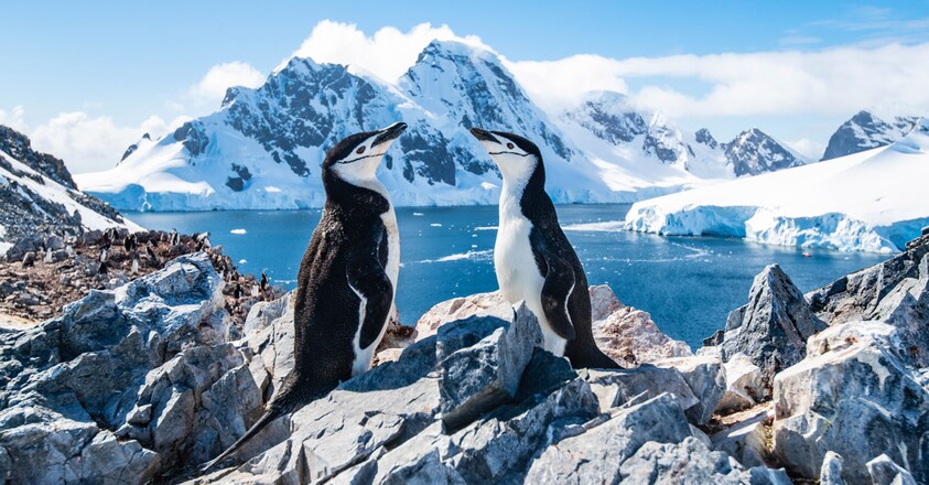 antartica1 antartica1