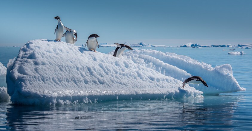 antartica2 antartica2