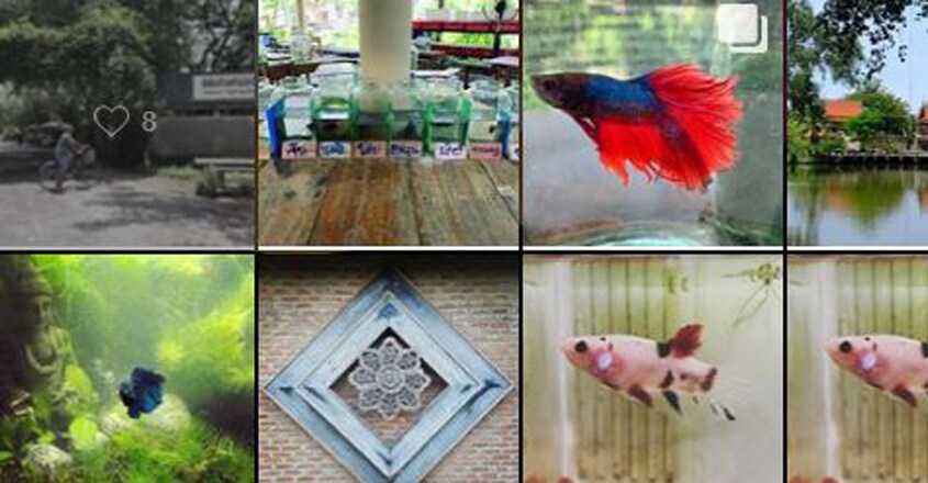 SiameseFightingFishGallery SiameseFightingFishGallery