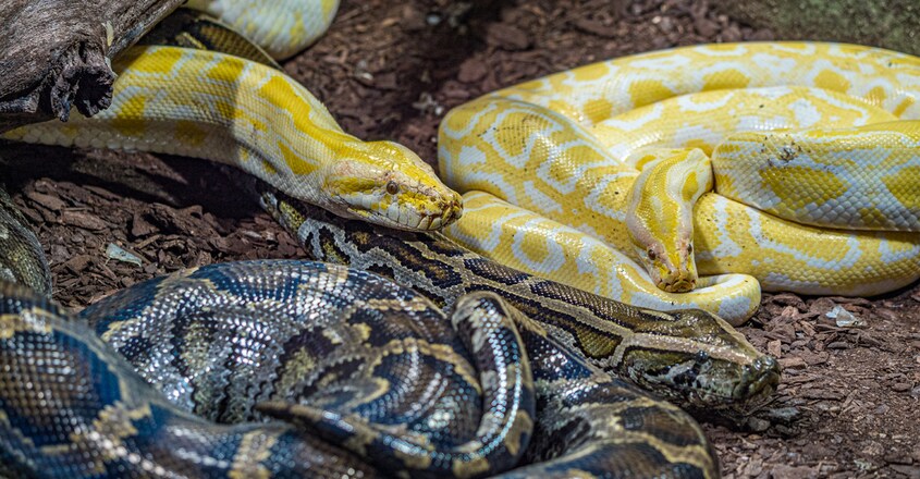snake1 snake1