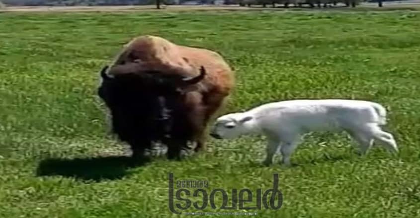 white-buffalo1 white-buffalo1