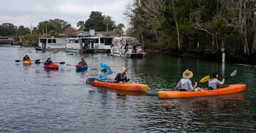 Manatees-florida Manatees-florida