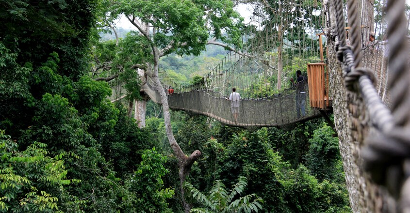 bridge-Kakum-Canopy-Walkway,-Cape-Coast,-Ghana bridge-Kakum-Canopy-Walkway,-Cape-Coast,-Ghana