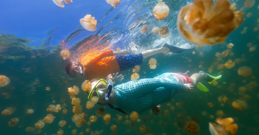 Jellyfish-Lake Jellyfish-Lake