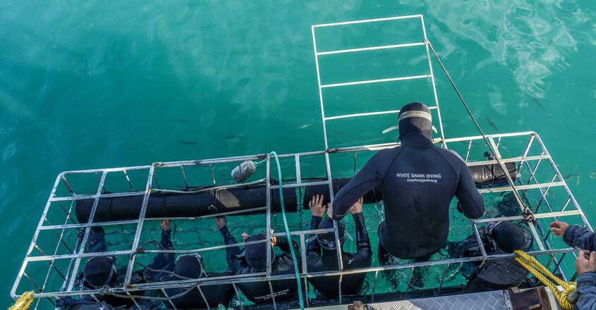 south-africa-dive south-africa-dive