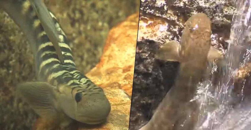 climbing-fish climbing-fish