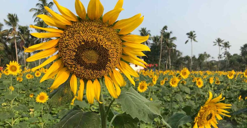 Sunflower_3 Sunflower_3