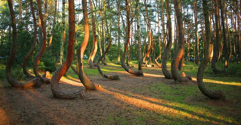 The-Crooked-Forest1 The-Crooked-Forest1