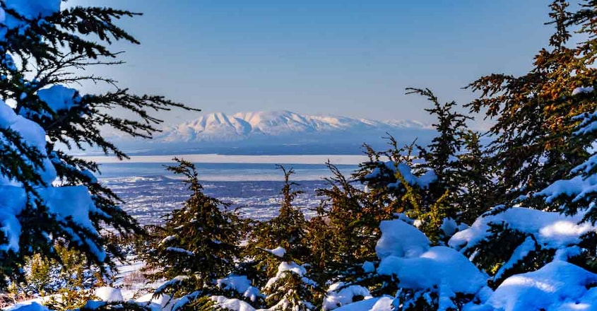 Spruce-pine-alaska1 Spruce-pine-alaska1