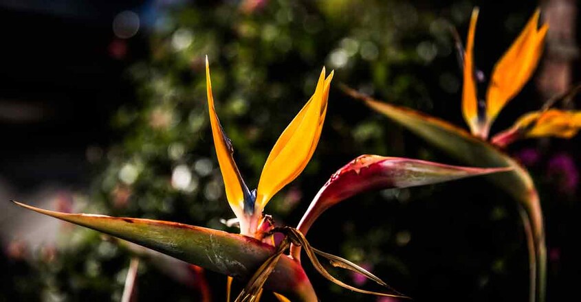 22Flowers-in-Newport-Beach,-California,-December-11,-2015 22Flowers-in-Newport-Beach,-California,-December-11,-2015