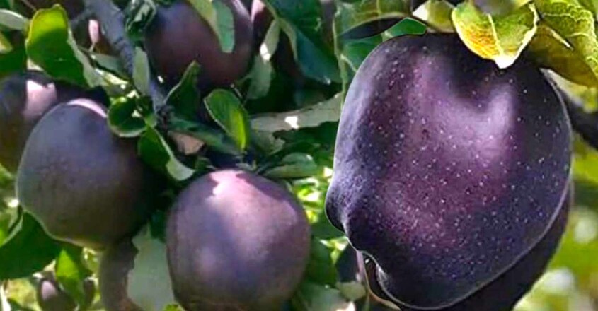 black-Apple black-Apple