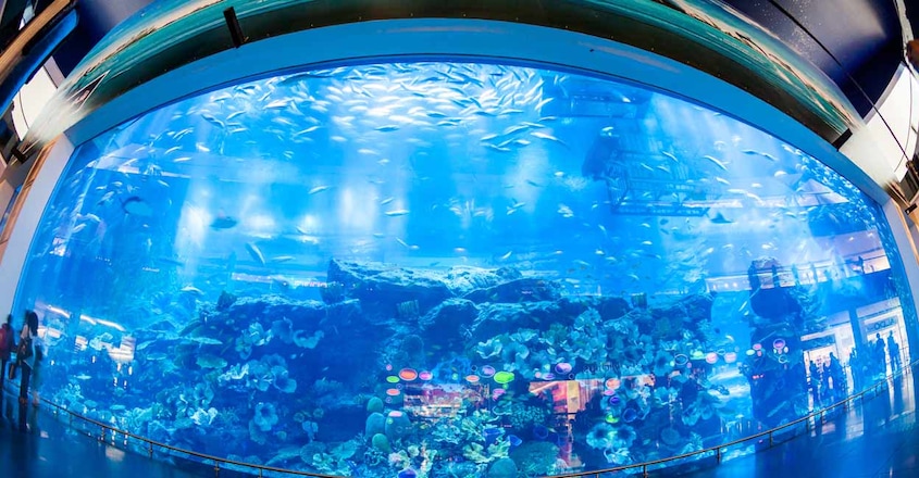 Dubai-Aquarium-1 Dubai-Aquarium-1