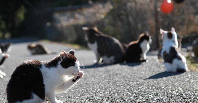 cat-island1 cat-island1