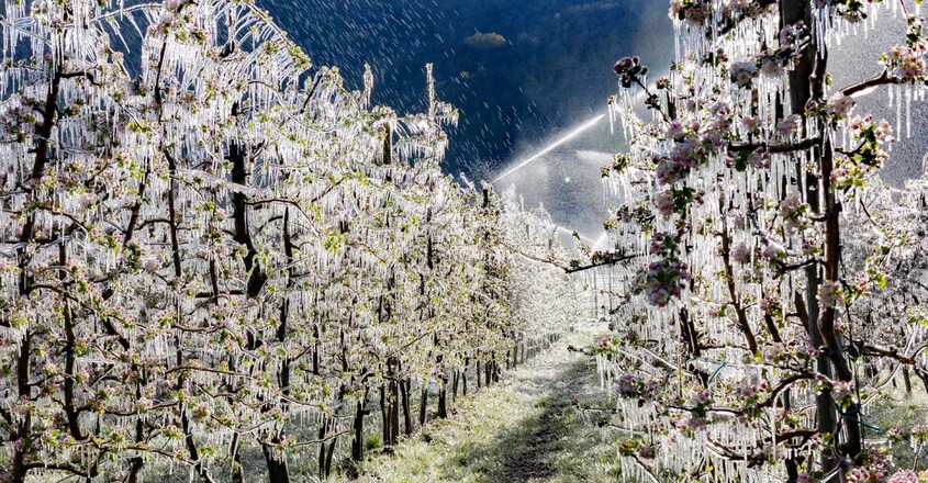 apple-orchards apple-orchards