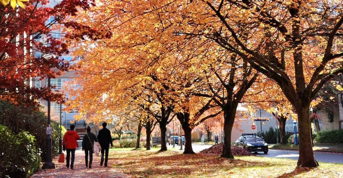 vancouver-autum1 Tree-lined street in West Vancouver. Photos: Dibin