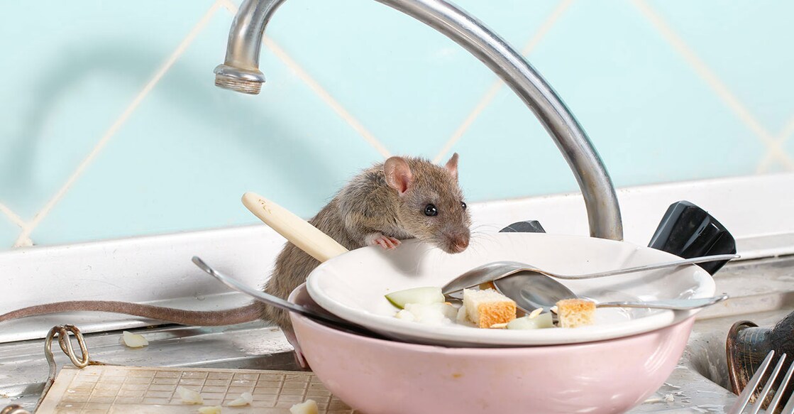 rat-kitchen rat-kitchen