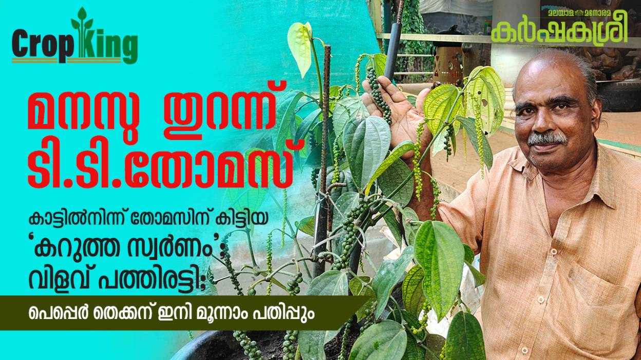തോമസിന് കിട്ടിയ ‘കറുത്ത സ്വർണം’; വിളവ് പത്തിരട്ടി; പെപ്പെർ തെക്കന് മൂന്നാം പതിപ്പും | pepper thekken