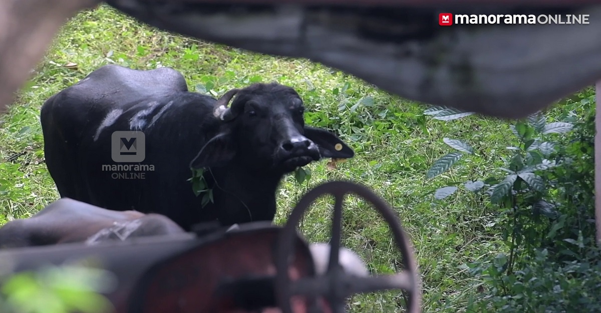 അങ്കമാലിയിൽ പോത്ത് വിരണ്ട് ഓടി; എരുമയെത്തി വരുതിയിലാക്കി