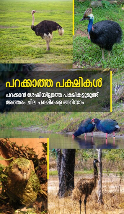 പറക്കാത്ത പക്ഷികൾ