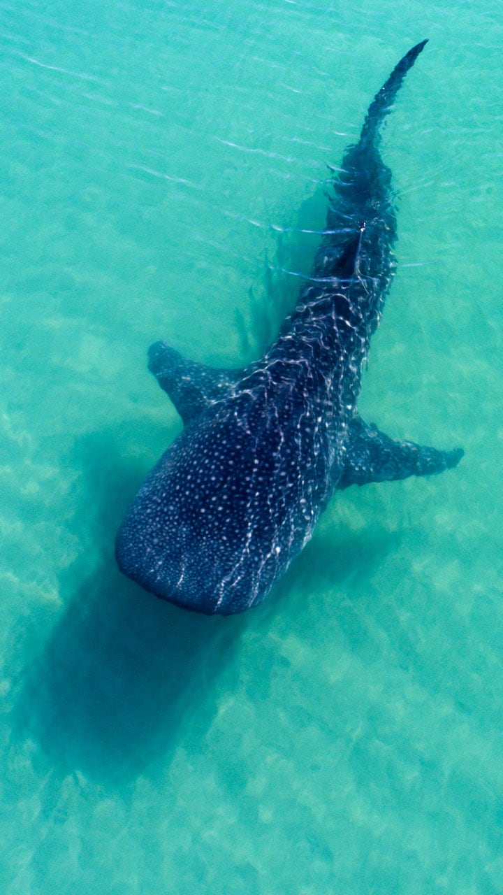 വംശനാശം നേരിടുന്ന തിമിംഗല സ്രാവുകൾ- National Whale Shark Day celebrates  largest fish in the world