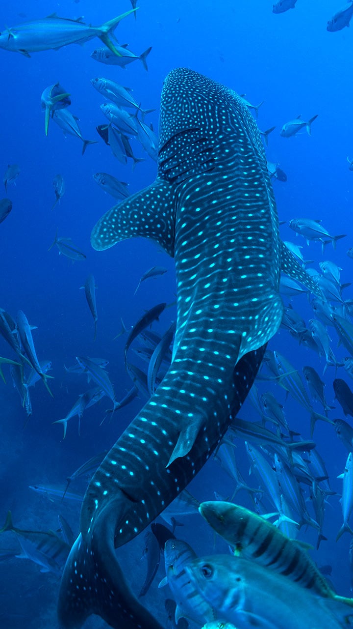 National Whale Shark Day celebrates largest fish in the world