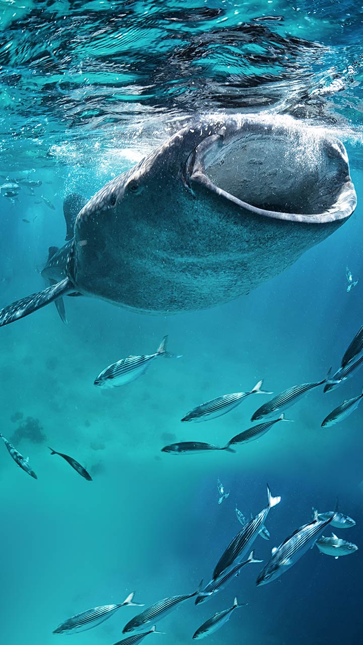 National Whale Shark Day celebrates largest fish in the world
