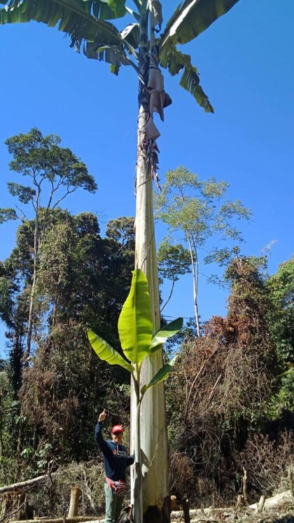 ‘മുസ ഇൻഗെൻസ്’ ലോകത്തിലെ ഏറ്റവും വലിയ വാഴ