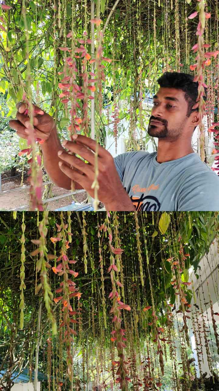 മുറ്റത്തിന് അഴകായ സൗന്ദര്യറാണി